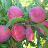 Kako uzgojiti šljivu iz sjemena